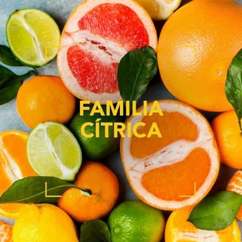 familia-citrica-1