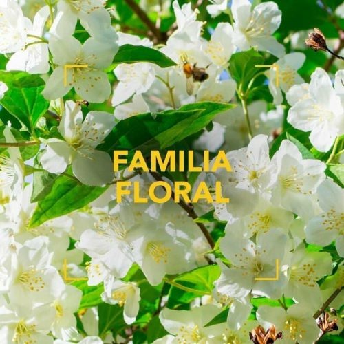 familia-floral-2